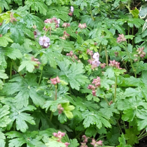 Bigroot Cranesbill 'Bevan's Variety'