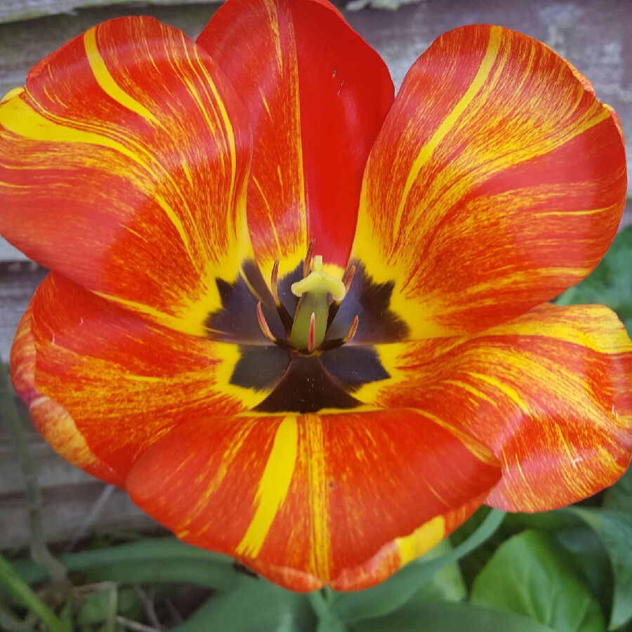 Tulip