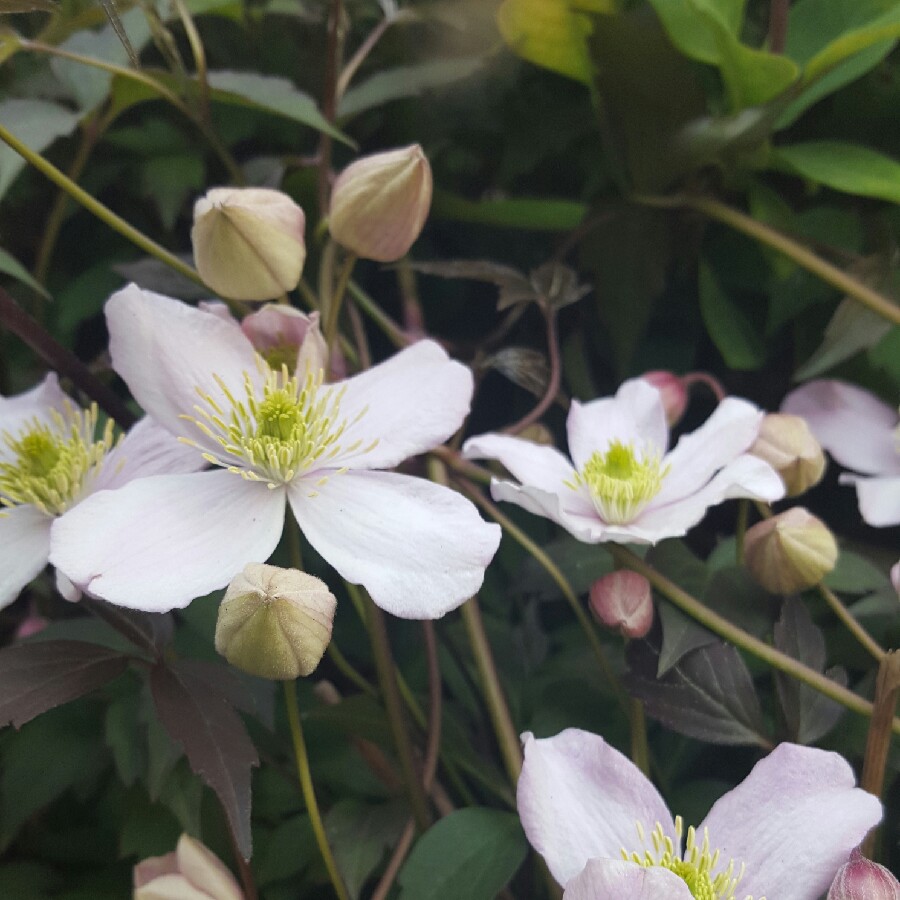 Clematis 'Rubens'