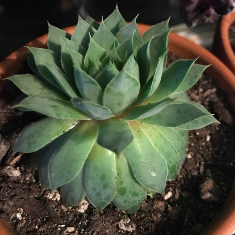 Plant image Echeveria Silver Queen