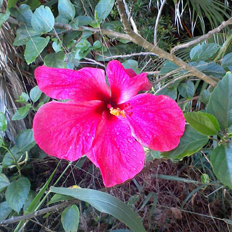 Plant image Hibiscus rosa-sinensis 'Hawaiian Skies'