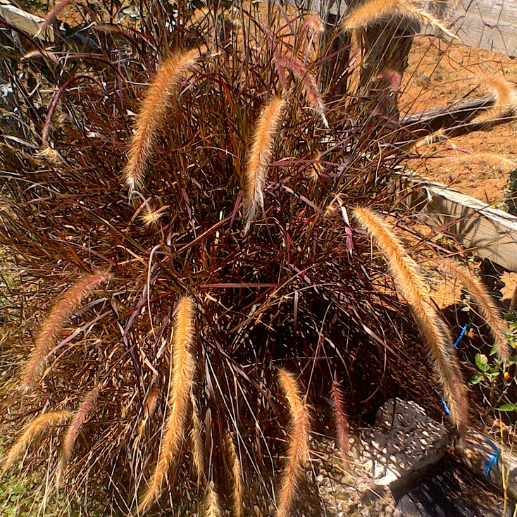 Plant image Pennisetum setaceum 'Rubrum'