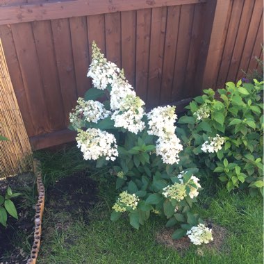 Hydrangea 'Annabelle'