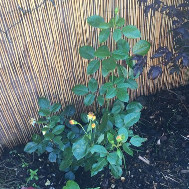 Rose (Hybrid Tea)