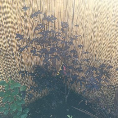 Japanese Maple