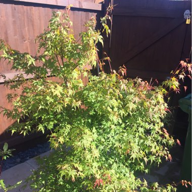 Cut Leaf Japanese Maple 'Green Lace'