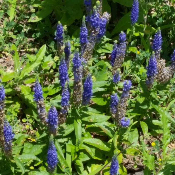 Plant image Veronica spicata 'Yabblu' syn. Veronica spicata 'Inspire Blue'