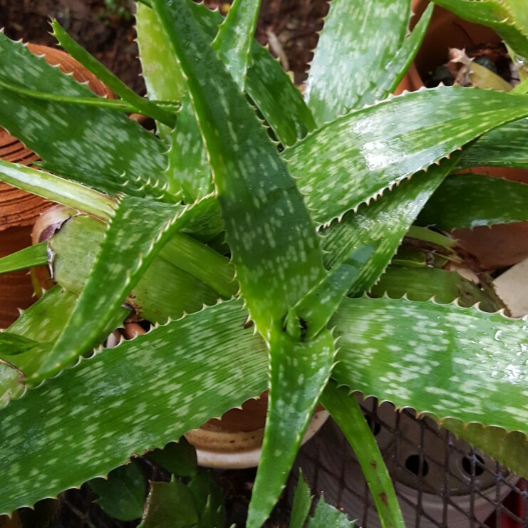 Plant image Aloe Distans