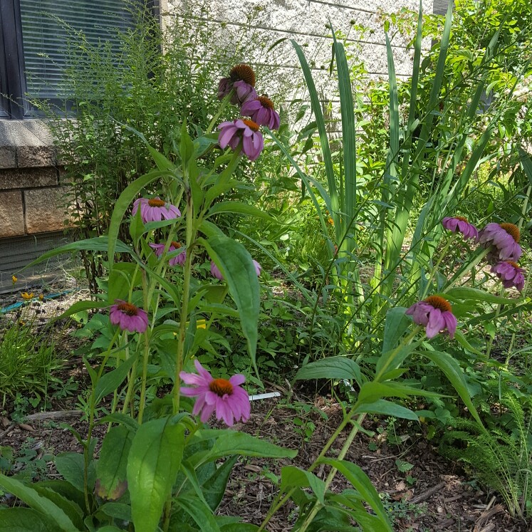 Plant image Echinacea purpurea 'Kim's Knee High'