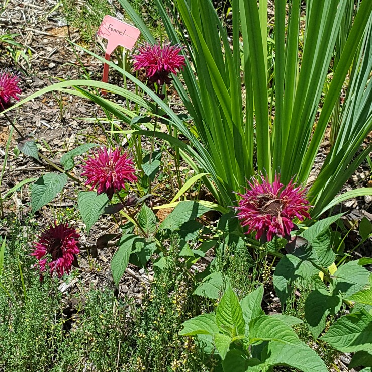 Plant image Monarda Didyma 'Purple Rooster'