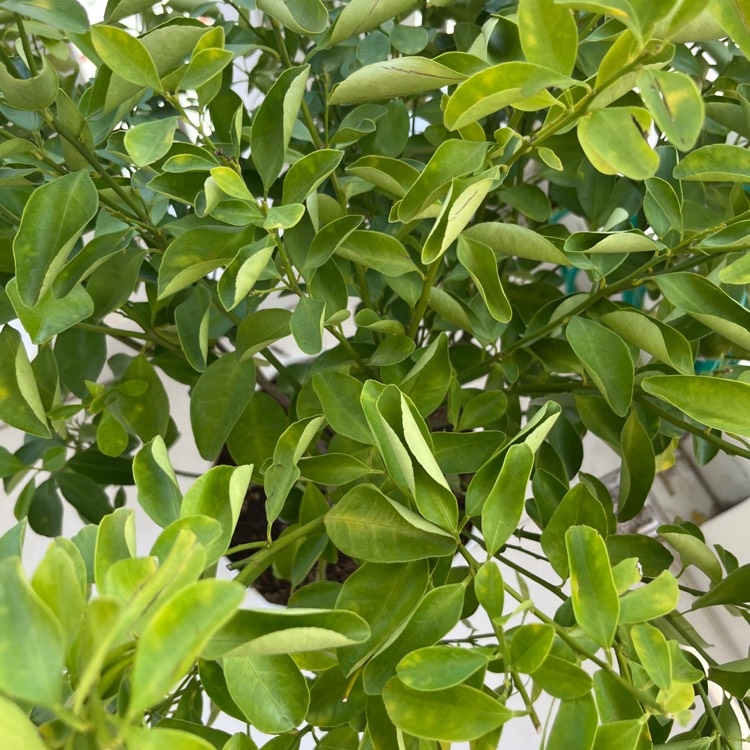 Plant image Citrus Japonica