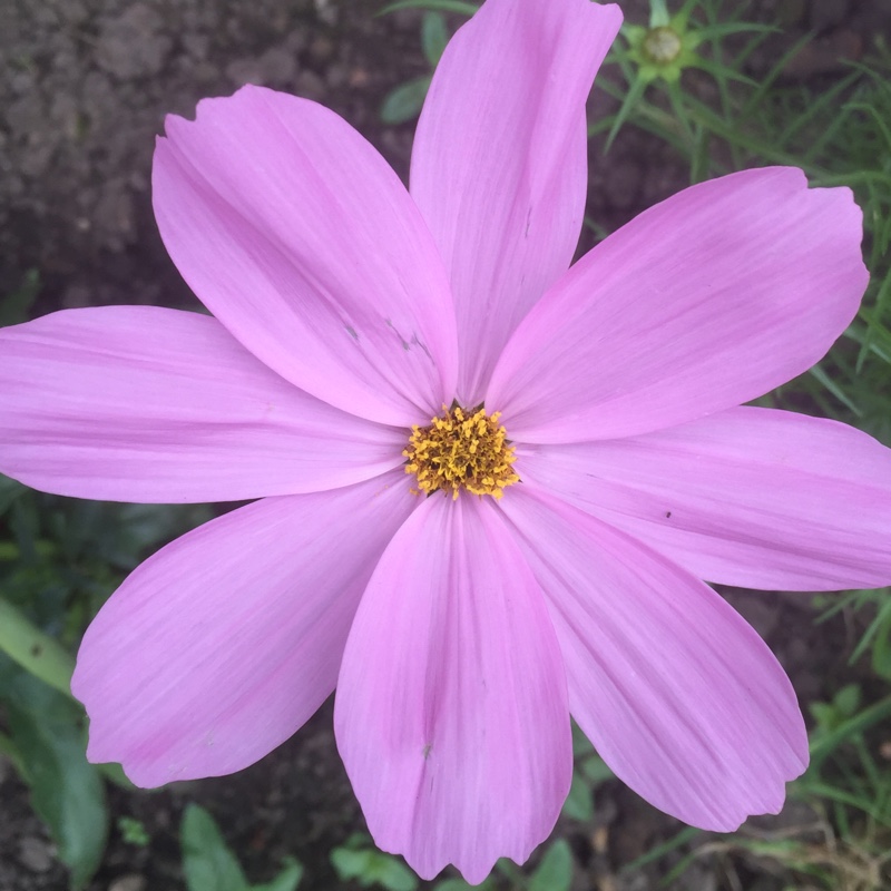 Cosmea 'Sonata Pink Blush'