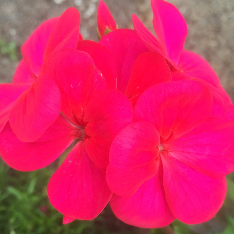 Pelargonium (Geranium)