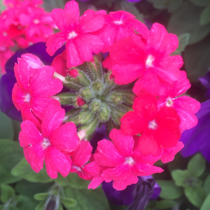 Plant image Verbena 'Aztec Wild Rose'