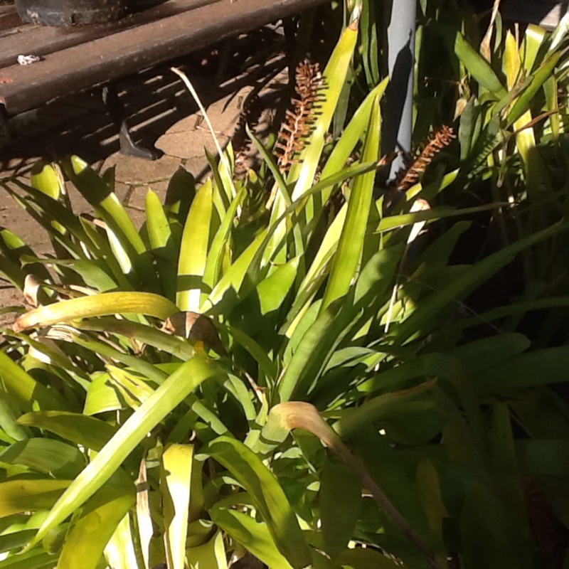 Aechmea gamosepala