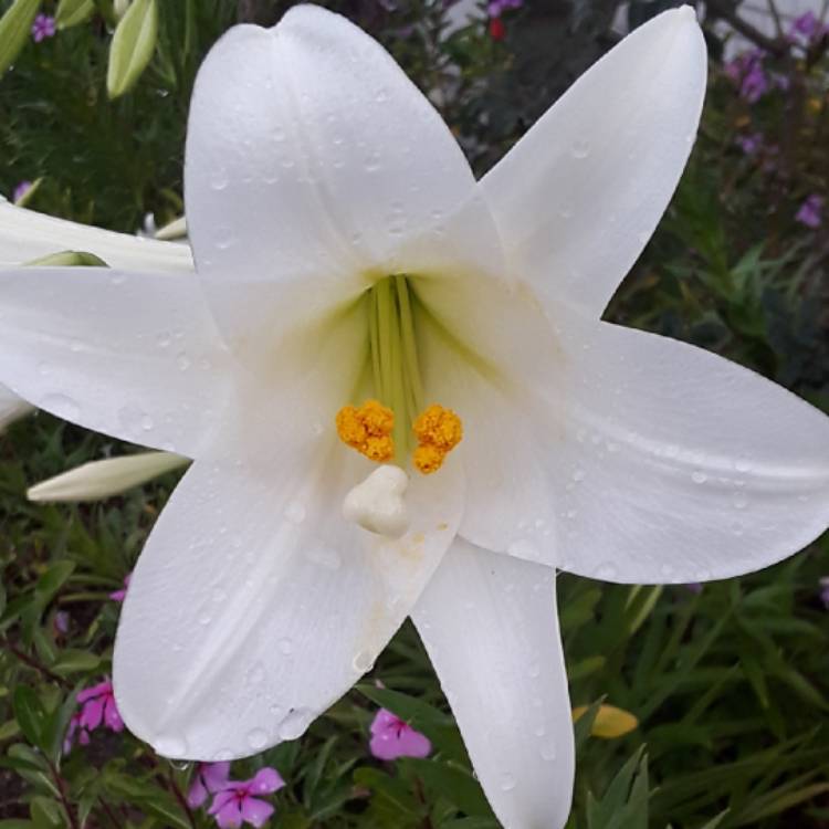 Plant image Zephyranthes atamasca