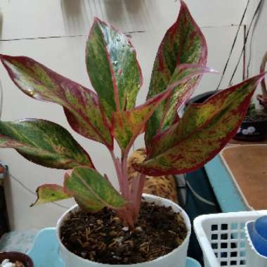 Aglaonema 'Siam'