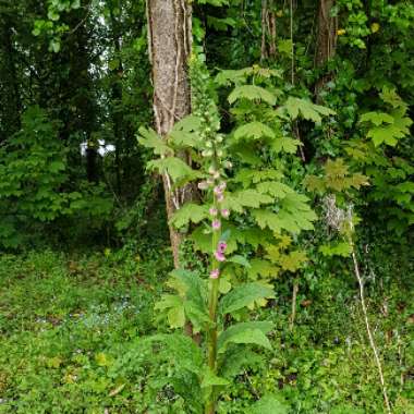 Digitalis