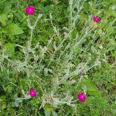 Rose Campion