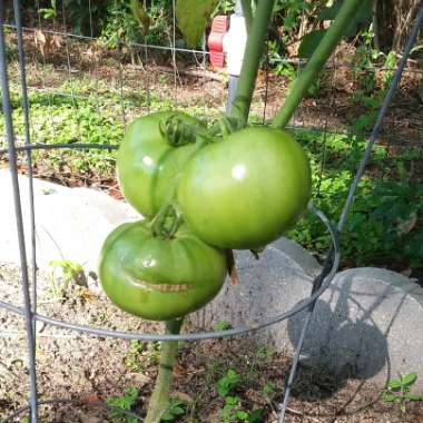 Tomato 'Big Boy'