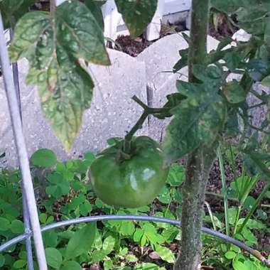 Tomato 'Big Boy'