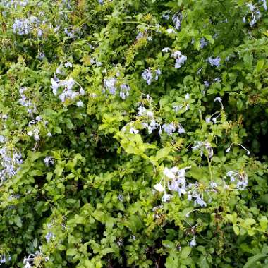 Bethanie's garden