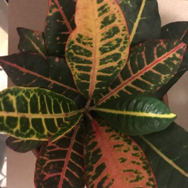 Croton 'Petra'