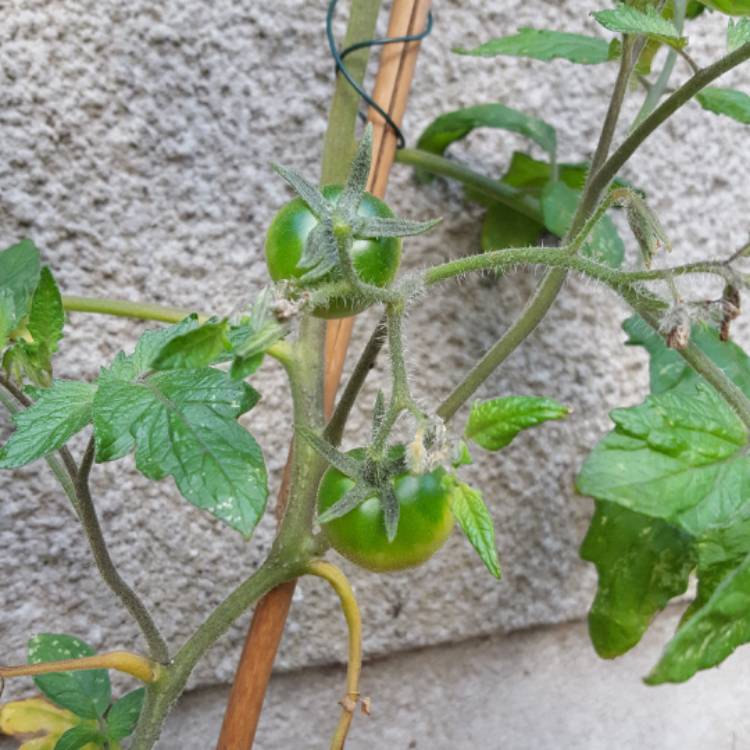 Plant image Solanum Lycopersicum 'Lemon Boy'