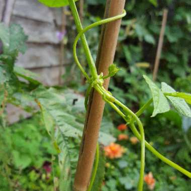 Phaseolus vulgaris Cranberry Group