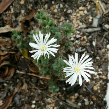 Corkscrew Albuca