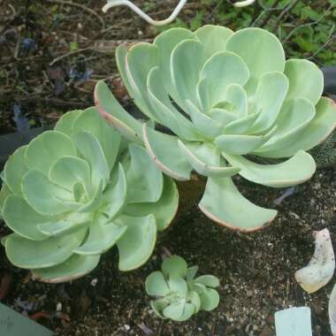 Echeveria 'Imbricata'