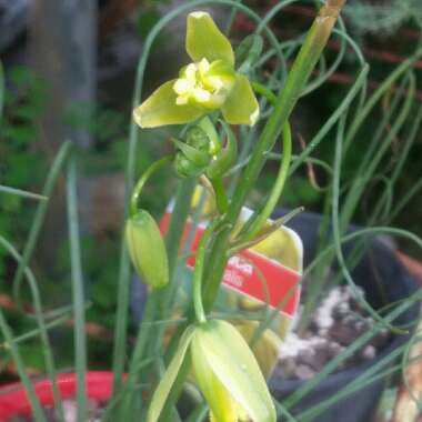 Corkscrew Albuca