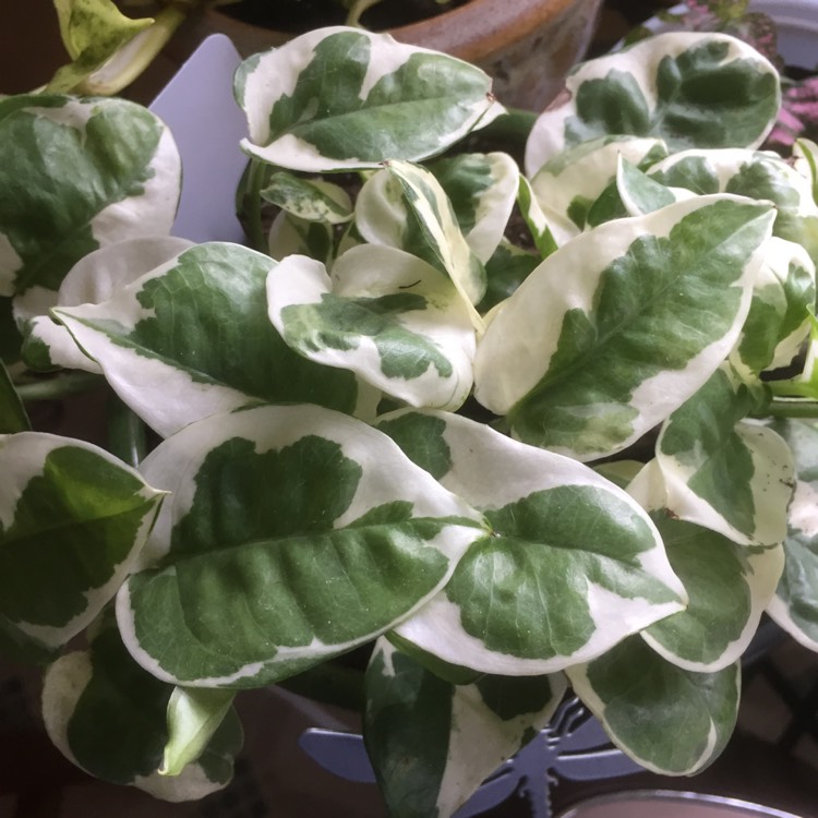 Epipremnum aureum 'NJoy', Pothos 'NJoy' - uploaded by @betp