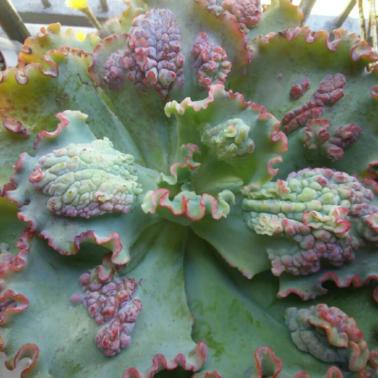 Plant image Echeveria Sea Dragon