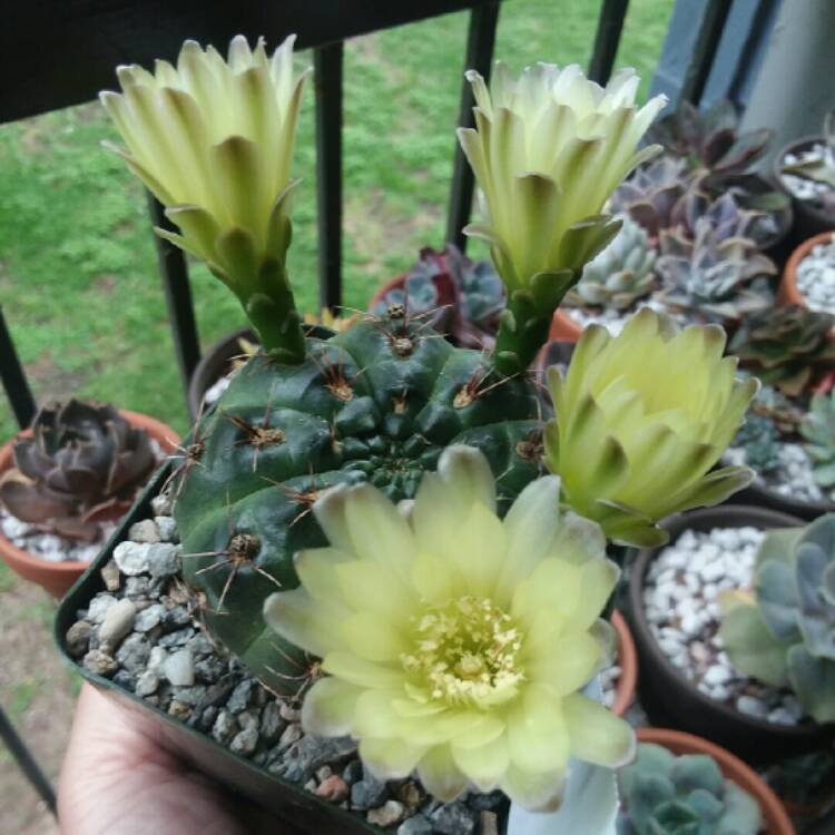 Plant image Gymnocalycium