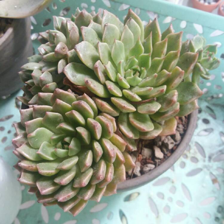 Plant image xGraptoveria Olivia