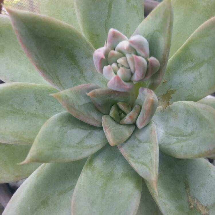 Plant image Echeveria Silver Queen