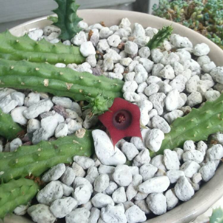 Plant image Huernia