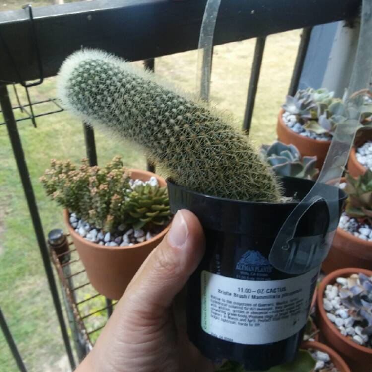 Plant image Mammillaria pilcayensis