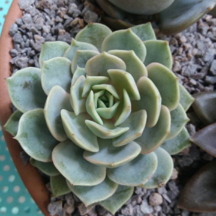 Plant image Echeveria Fleur Blanc