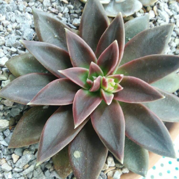 Plant image Echeveria Serrana