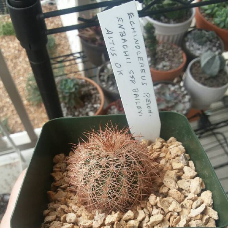 Plant image Echinocereus reichenbachii