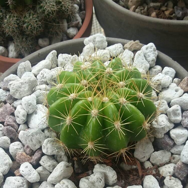 Plant image Echinopsis calochlora