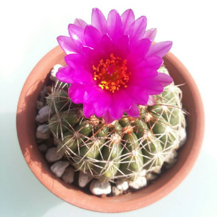 Plant image Notocactus ubelmannianus syn. Parodia werneri