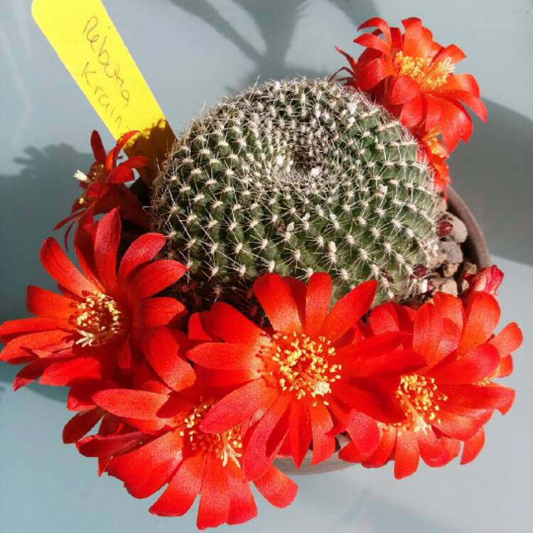 Plant image Rebutia minuscula 'Krainziana' syn. Rebutia krainziana