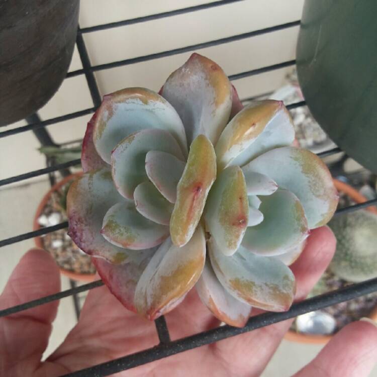 Plant image Echeveria Cream Tea 