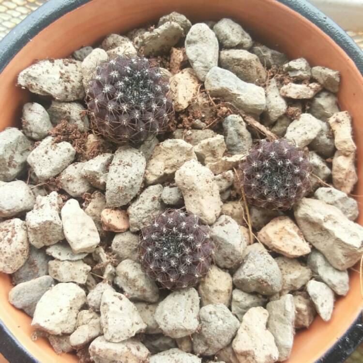 Plant image Copiapoa hypogaea