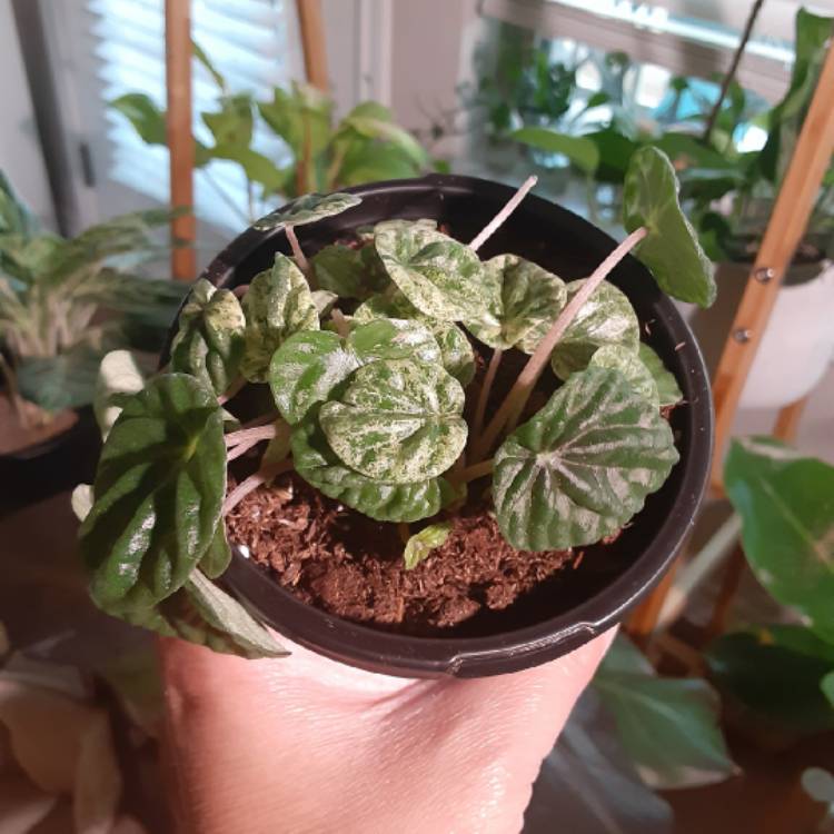 Plant image Peperomia caperata 'Emerald Ripple'