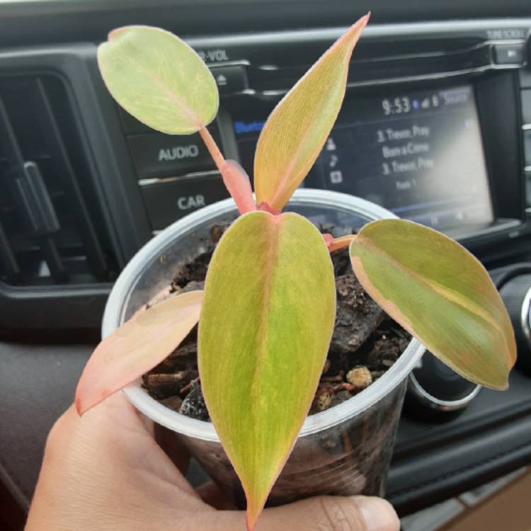 Plant image Philodendron 'Orange Marmalade' syn. Philodendron 'Orange Hybrid'