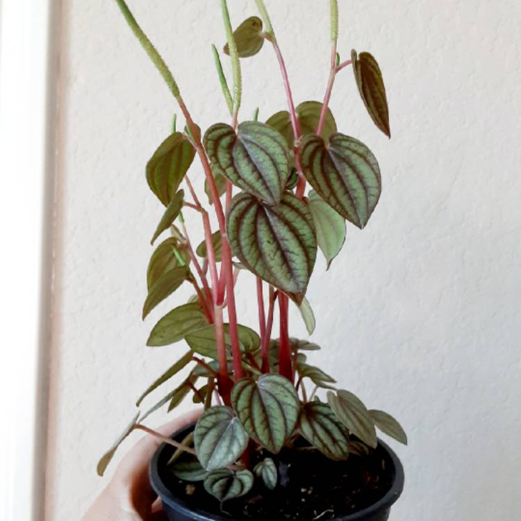 Plant image Peperomia 'Piccolo Banda'